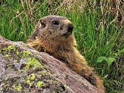 06 Marmotta in osservazione